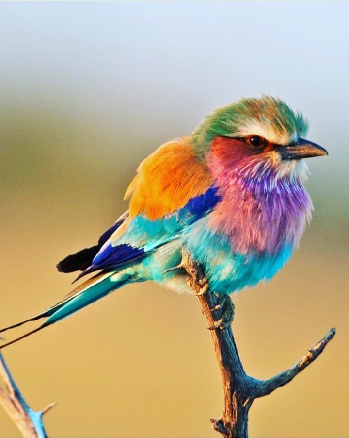 spectacular sparrow ;)