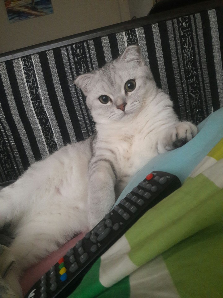 cat