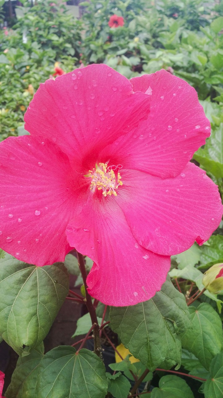 pink flower