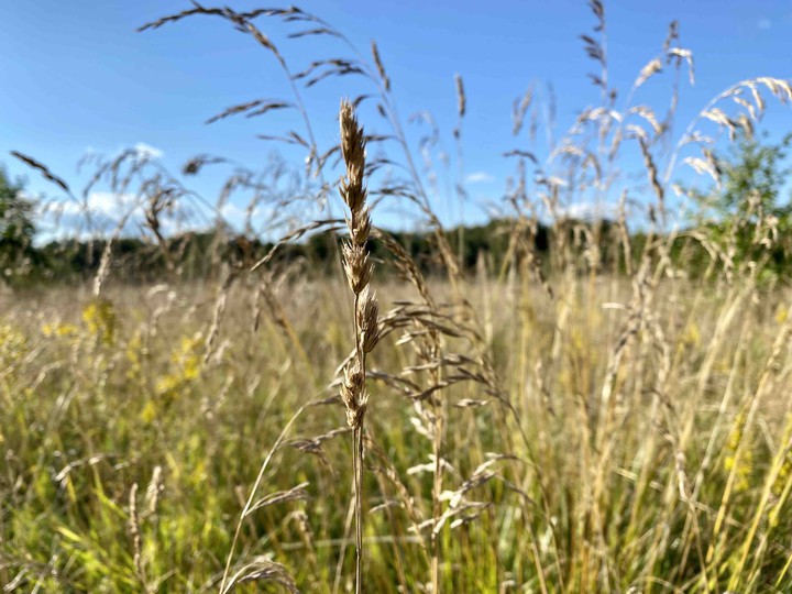 field