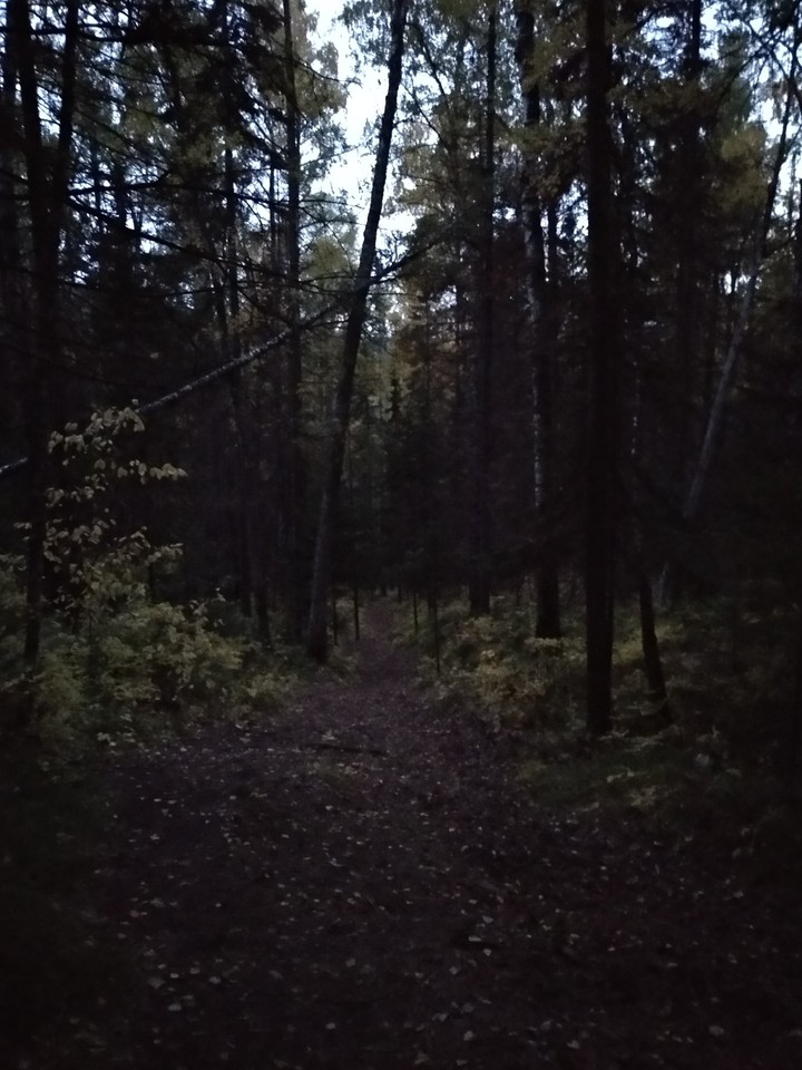 magic forest evening