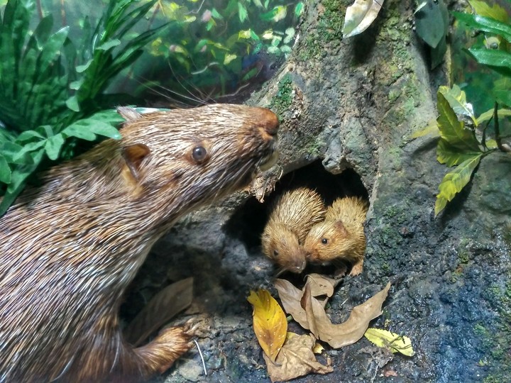 hedgehog