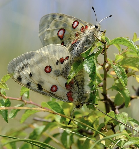 lepidoptera, insect wallpapers