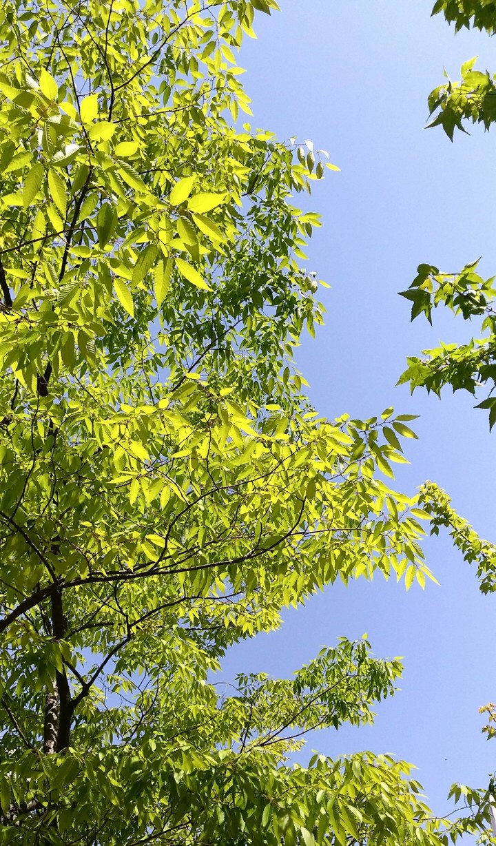 young leaves
