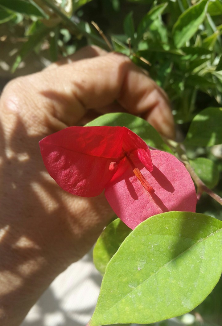 گل کاغذی . دیوار خانه همسایه