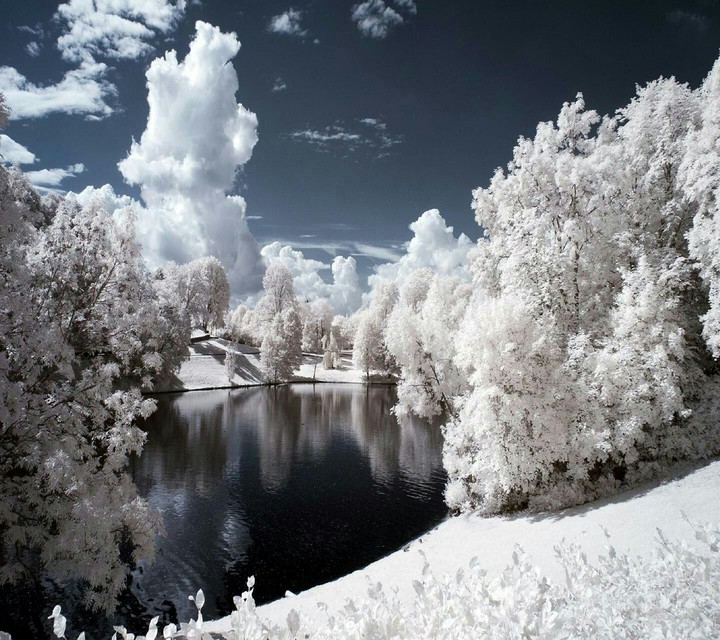 BOSQUE DE NIEVE