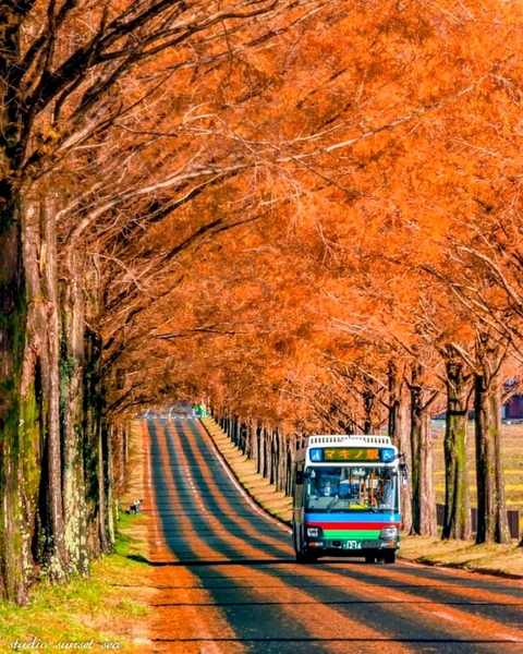 ✨❤️ Autumn in Japan ❤️✨