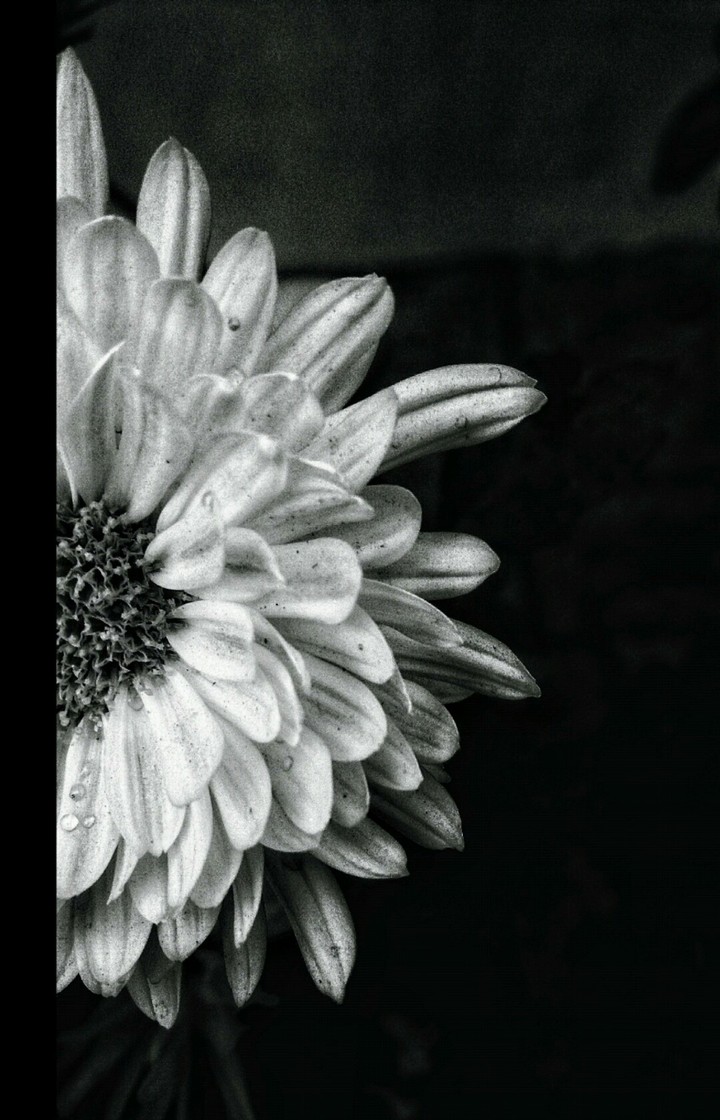 Petals.