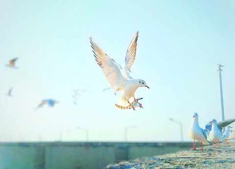 seagull
