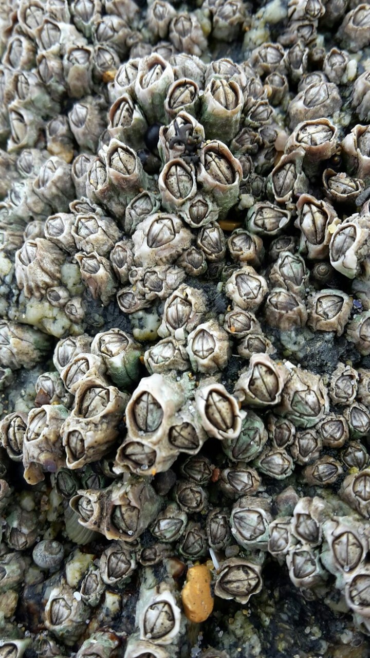 Muscheln on the sea