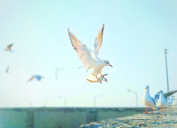 seagull