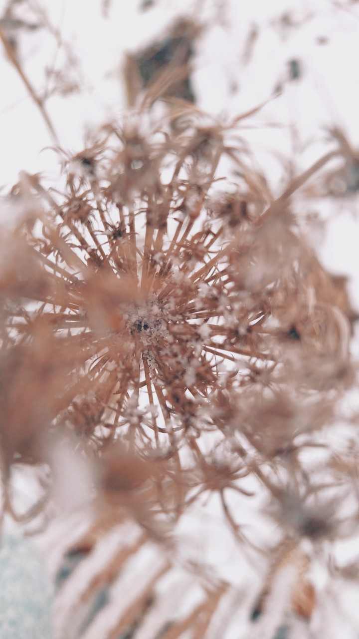 dried flower