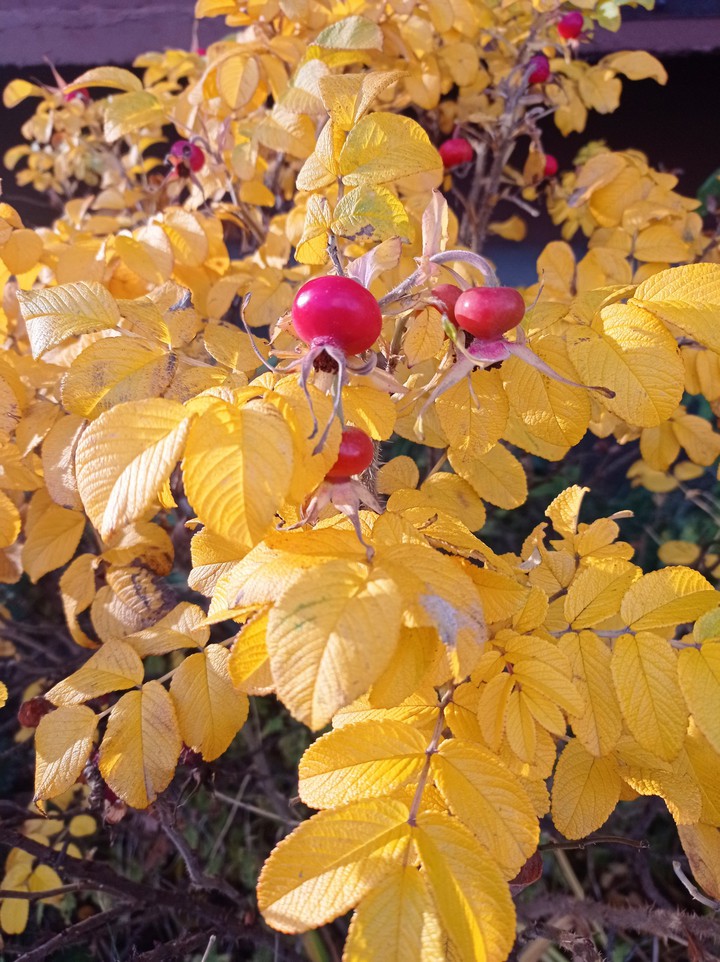 yellow and red