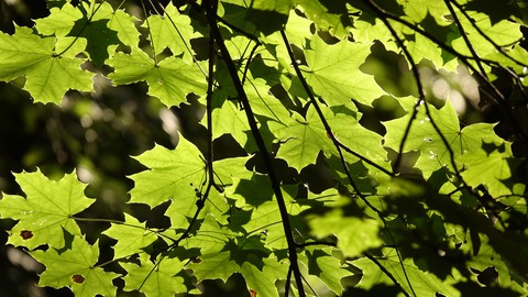 Leaves