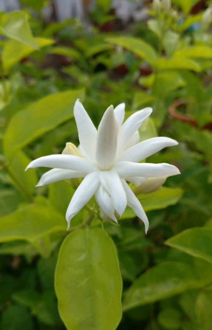 white flower