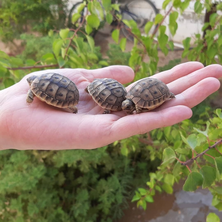 Our newborn turtles