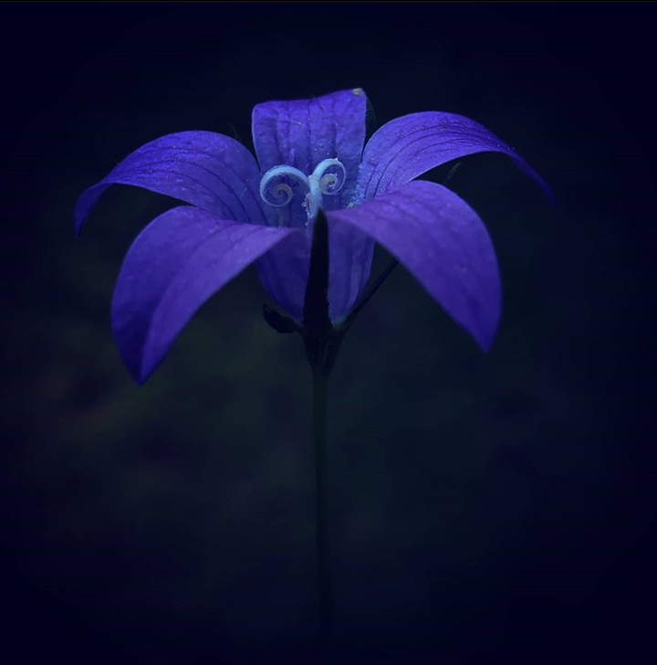 Bluebell