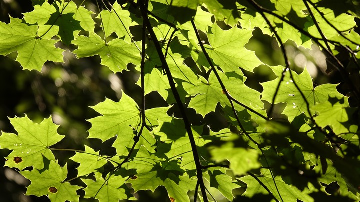 Leaves