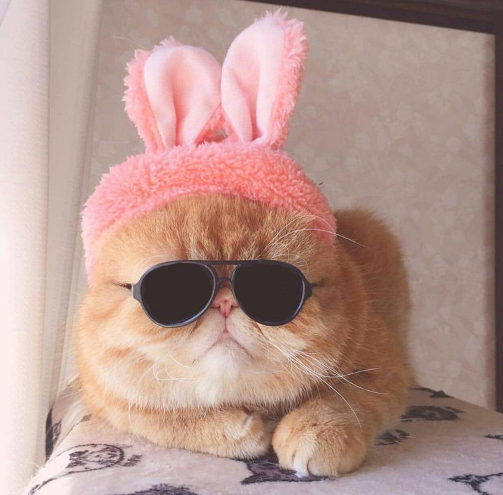it's a cat with glasses