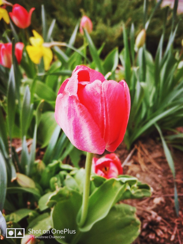 tulip