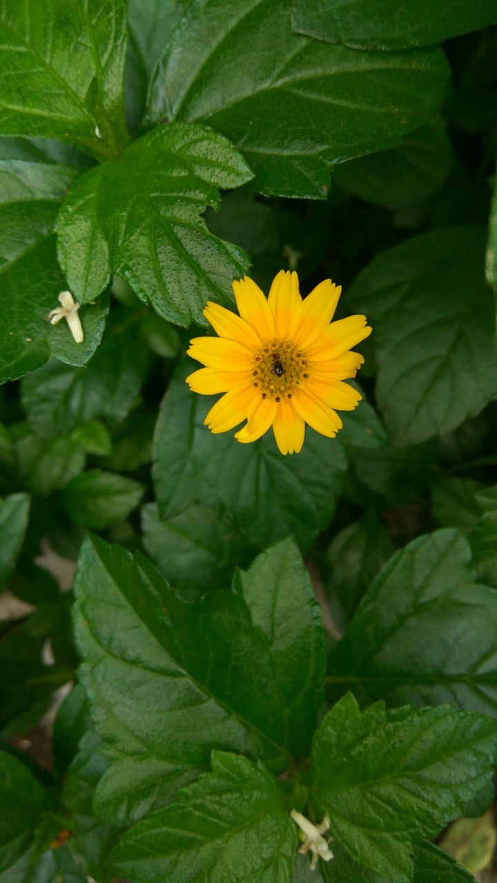 Random click of show flower with a insect in it