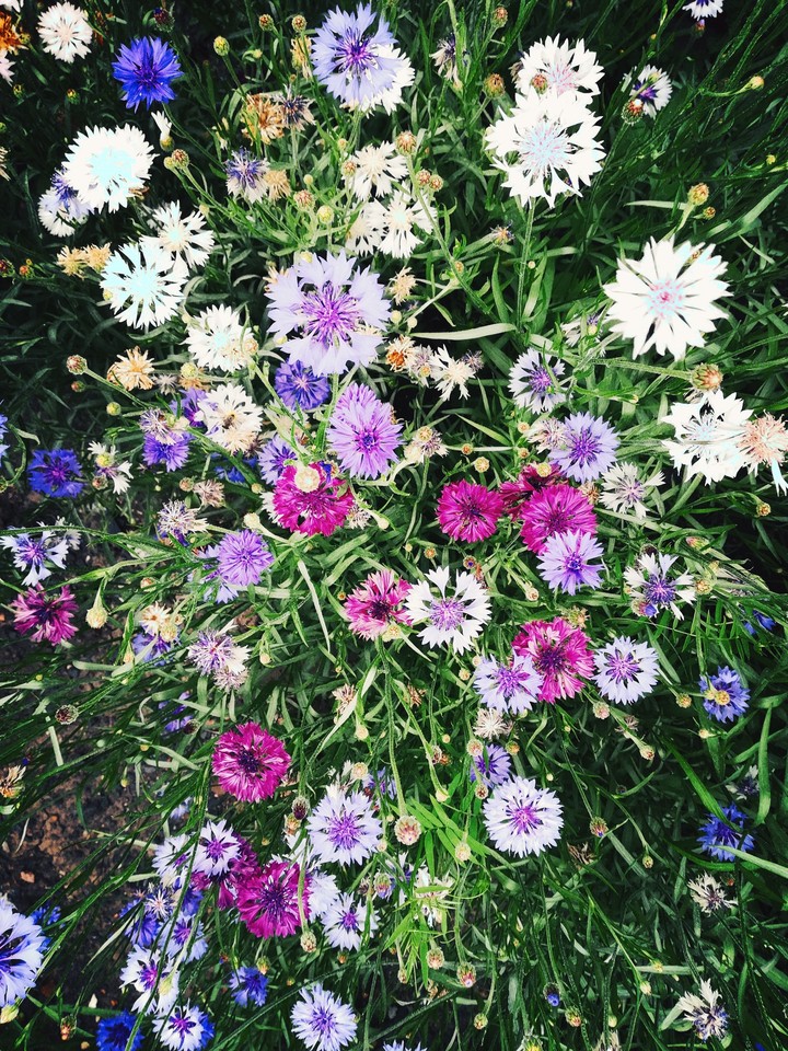 Васильки, Cornflowers
