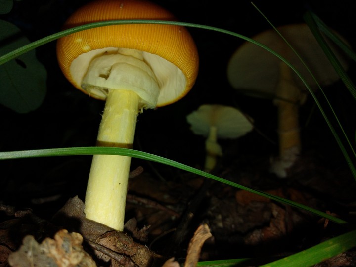 Nature