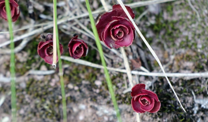 Natura