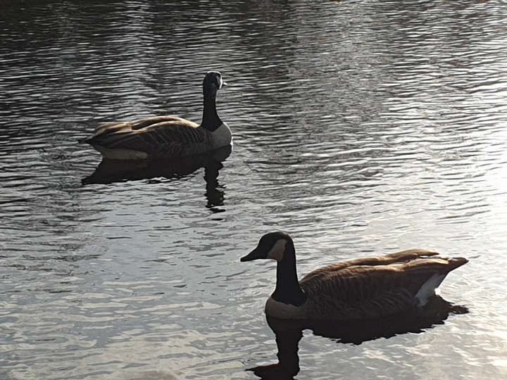 water goose