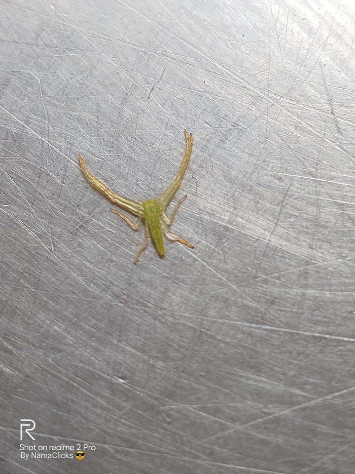 Tibellus oblongus
