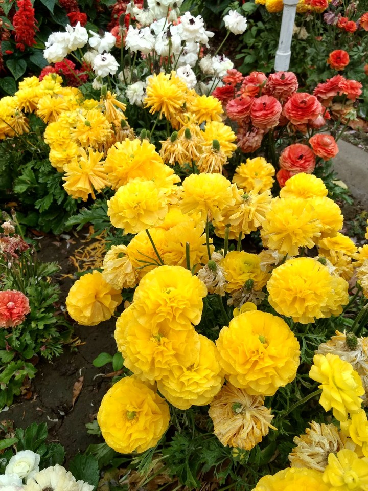 Flowers