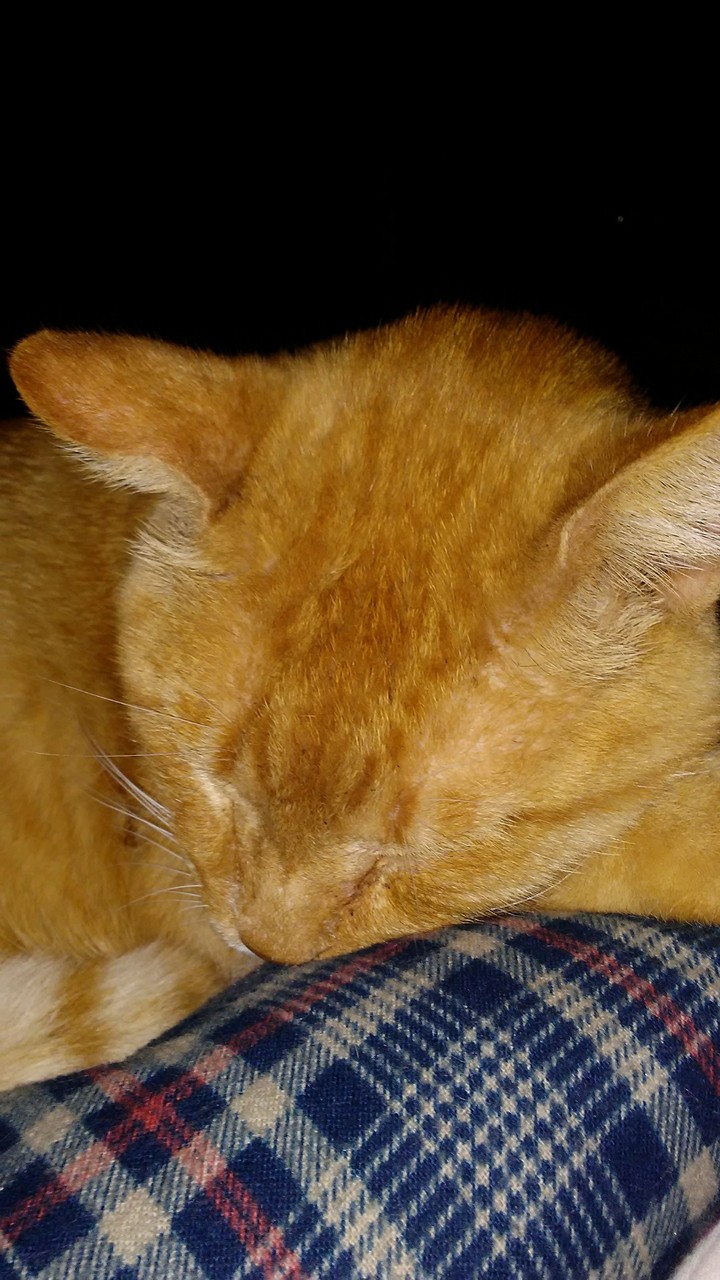 Sleepy Cat