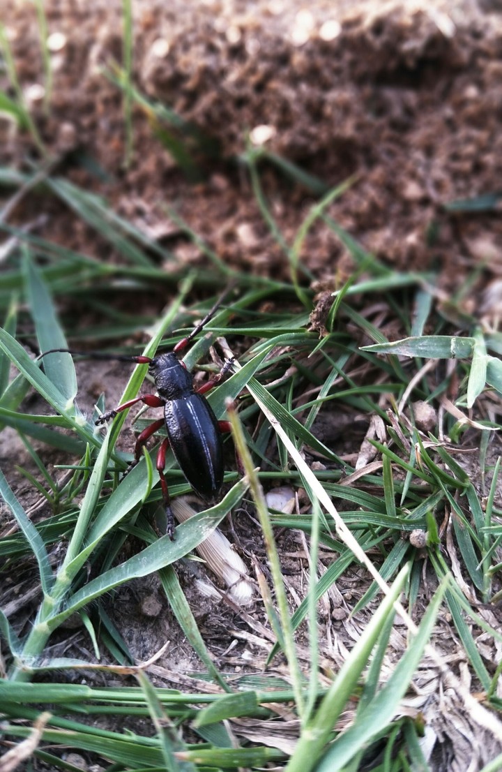 Adventurous bug