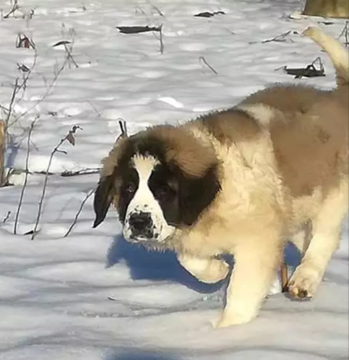 любов