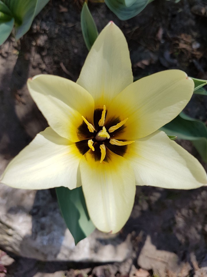 Tulipán