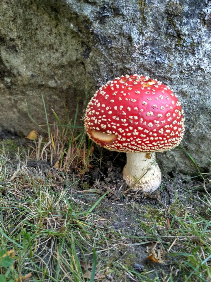 Amanita