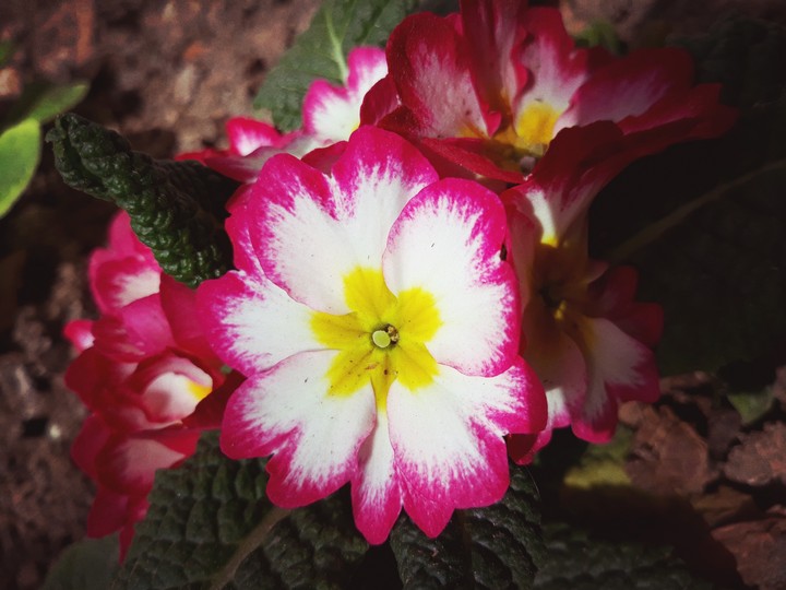 live for flowers