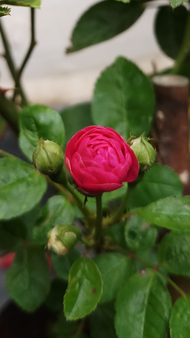 little rose