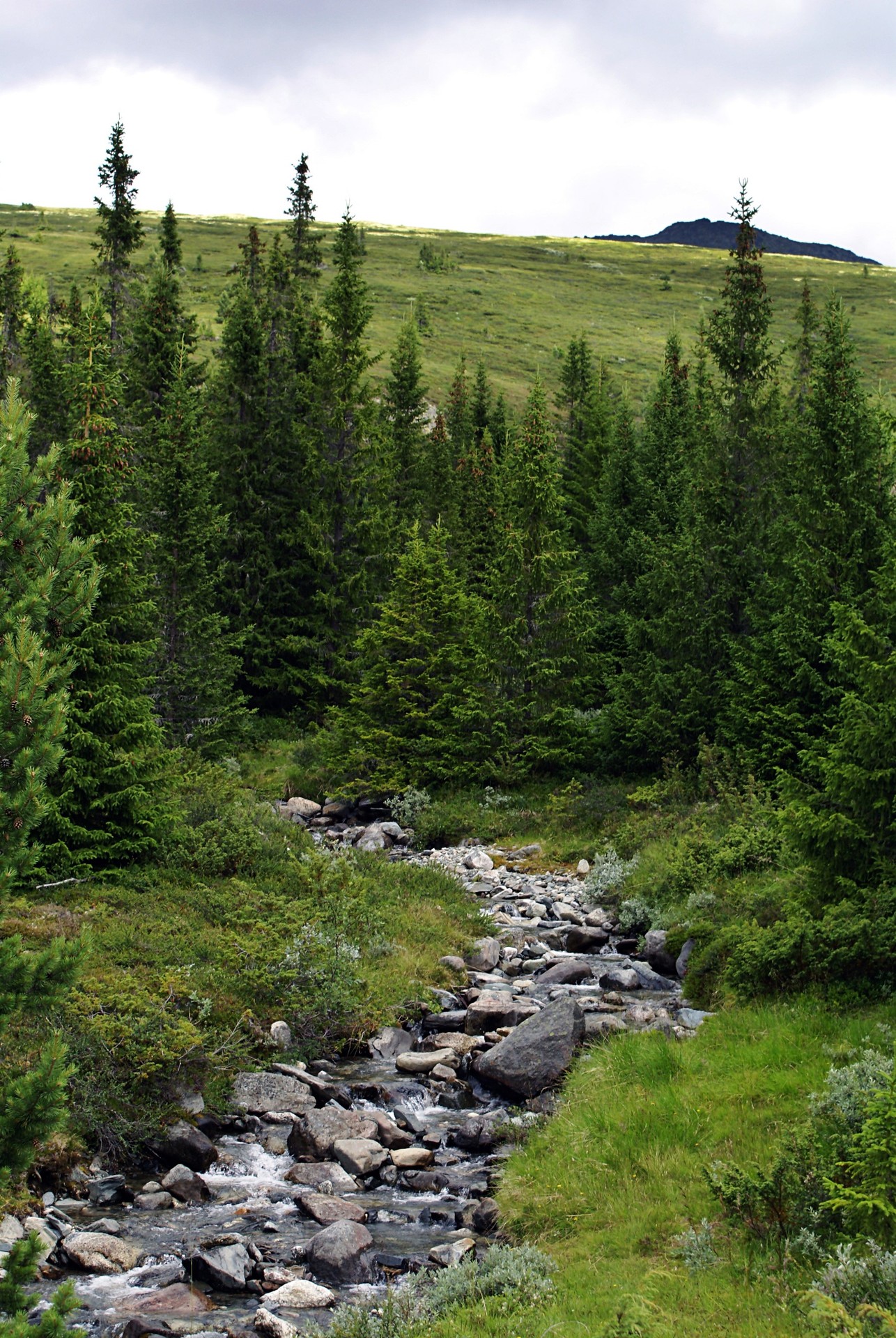 sfondi forest, vegetation