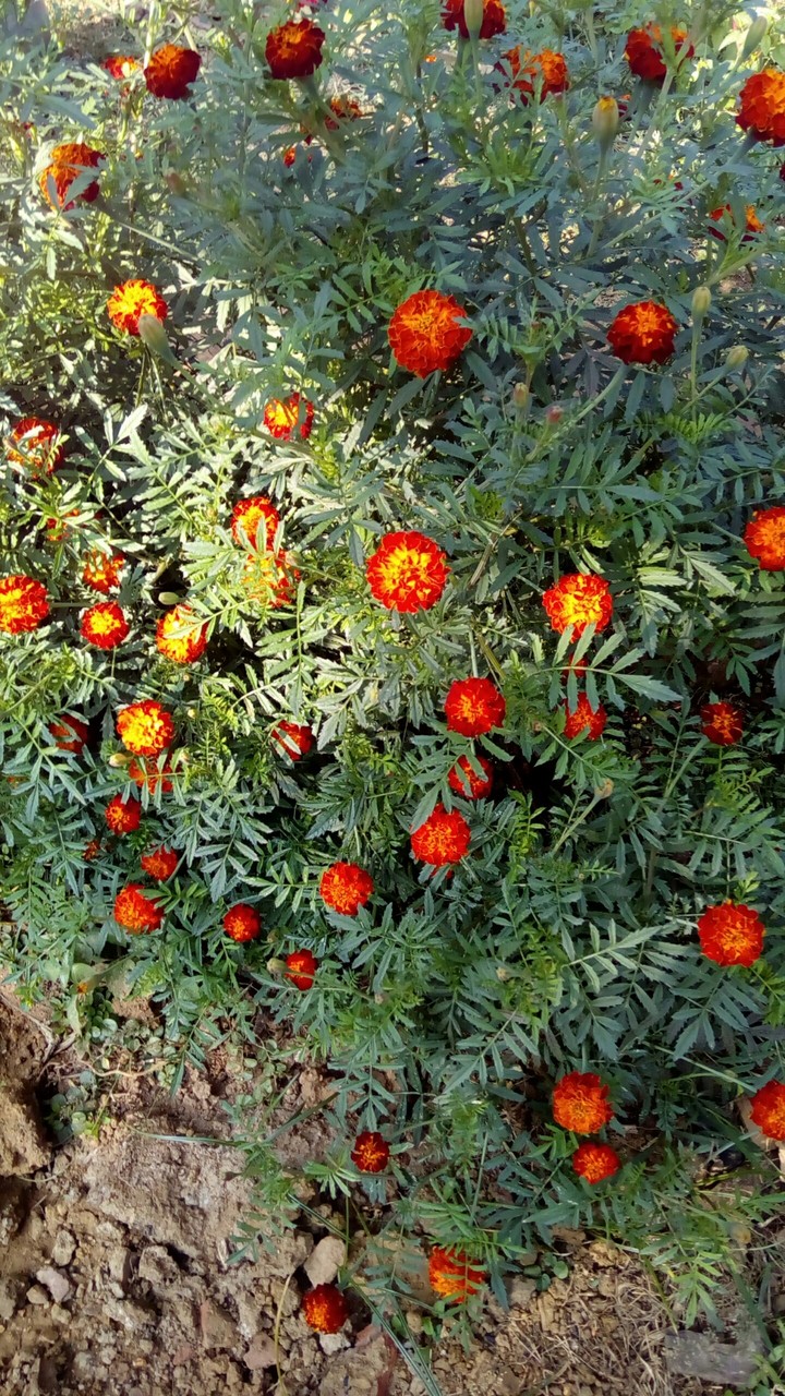 gendu flower