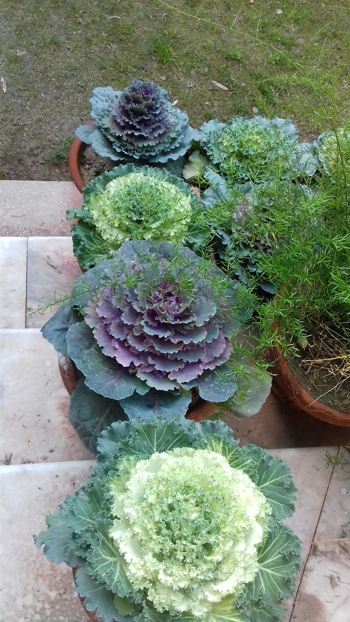plant