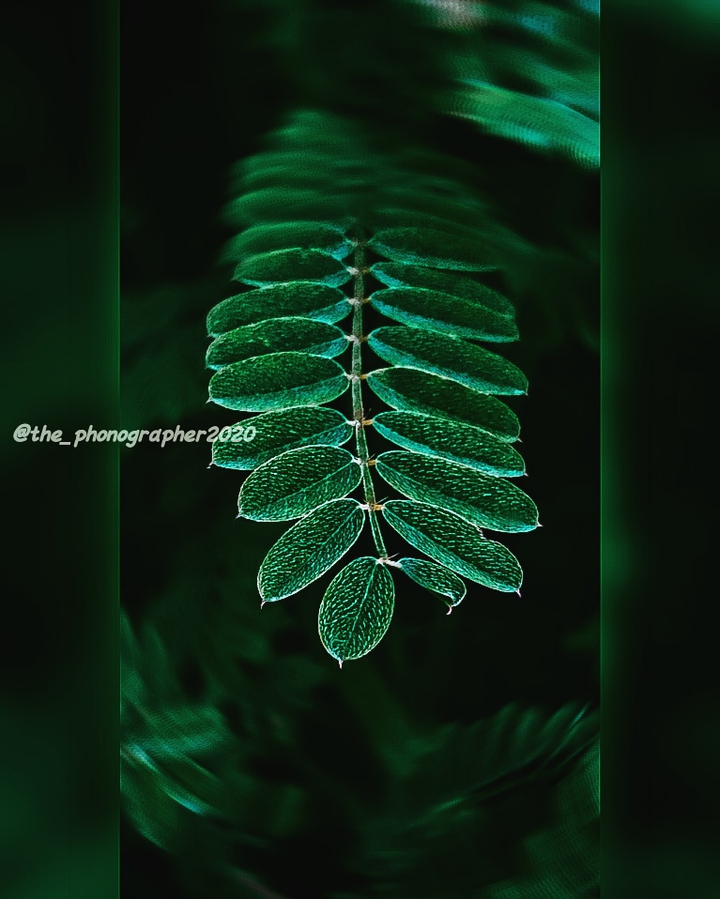 leaf