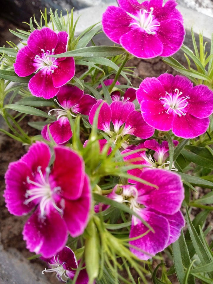 flowers
