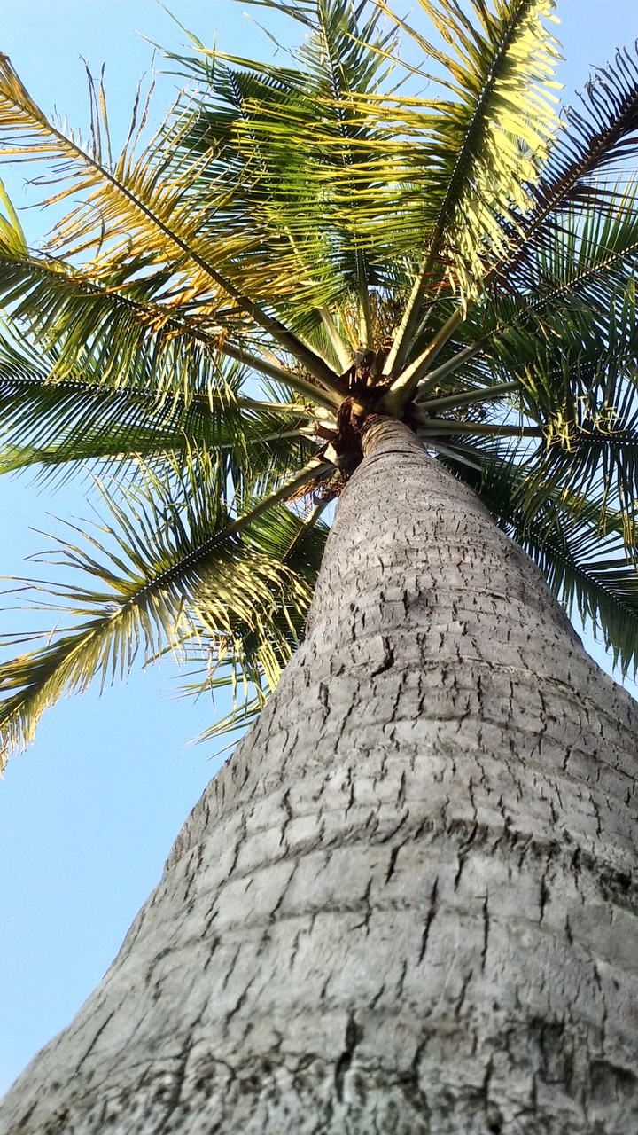 coconut tree