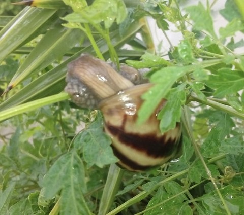 шпалери seashell, herb