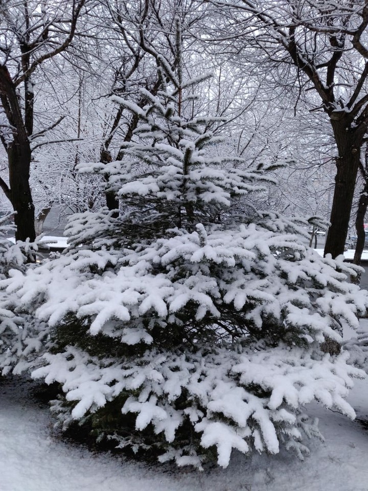 Spruce