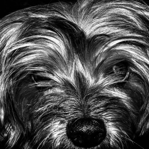 רקעים dog, animal