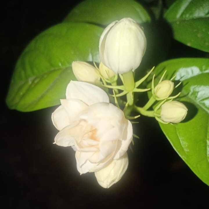 Jasmine