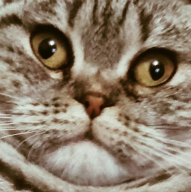 Киса локо