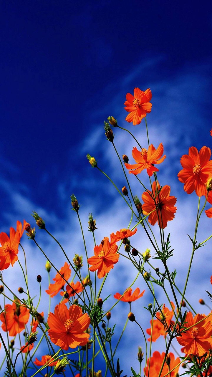 flowers